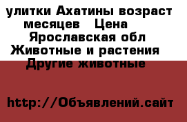 улитки Ахатины возраст 6 месяцев › Цена ­ 250 - Ярославская обл. Животные и растения » Другие животные   